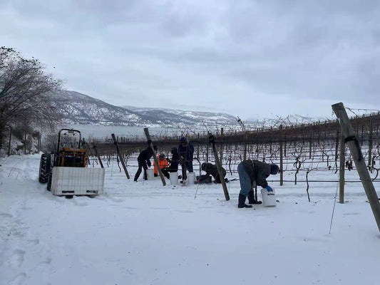 Unlocking the Mysteries of Icewine: A Canadian Connoisseur's Guide